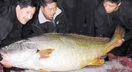 鱼胶界的王者—金钱鳘（金钱猛鱼）